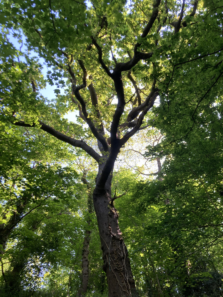 Oak Wind Breath Meditation